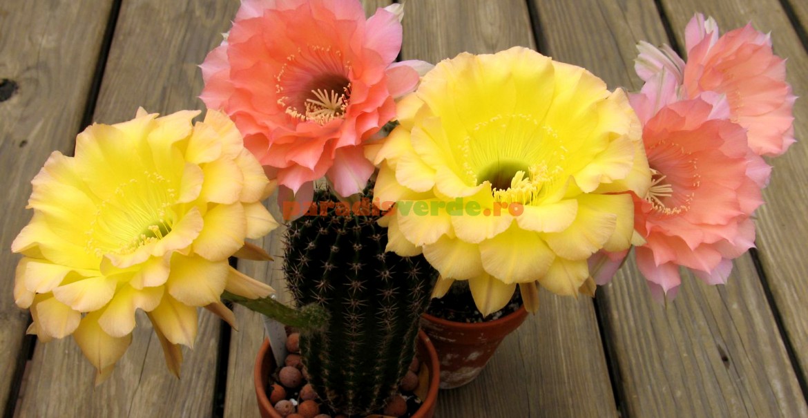 Cactus Echinopsis înflorit