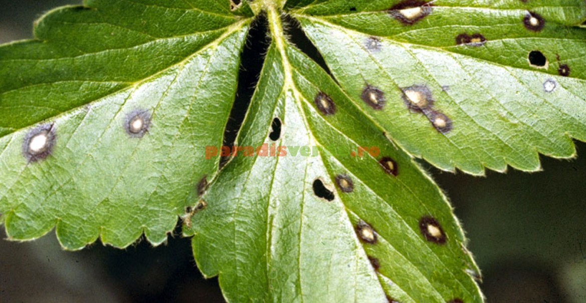 Frunză îmbolnăvită de pătarea albă