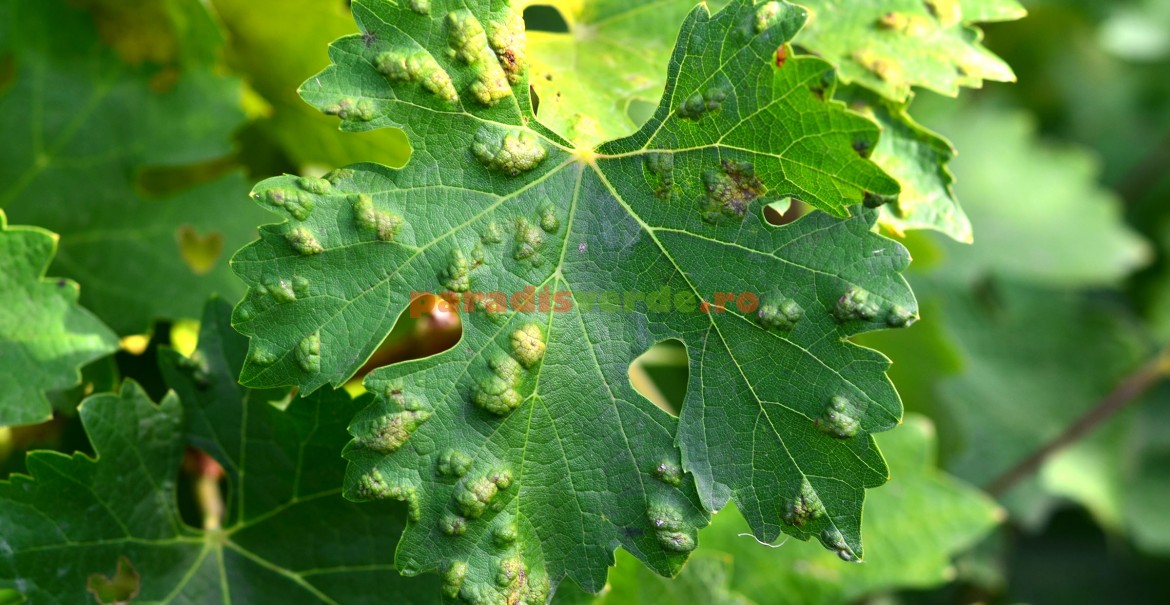 Umflături pe frunza de vie, cauzate de acarianul galicol