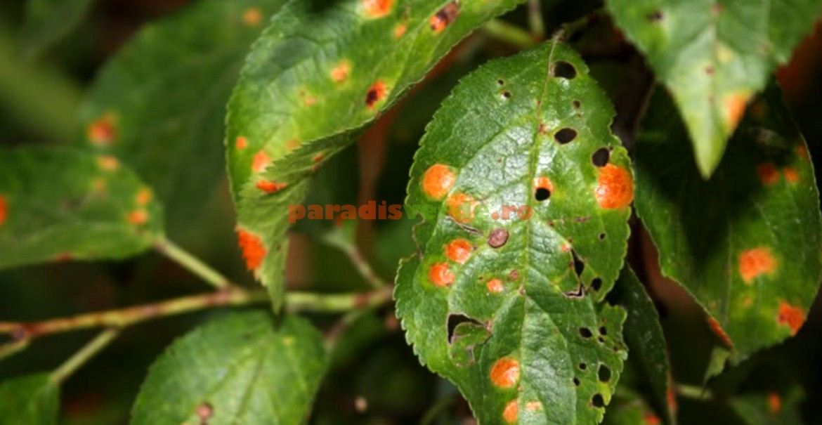 Frunze de prun îmbolnăvite de pătarea roșie