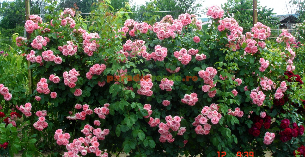 Trandafirul Jasmina