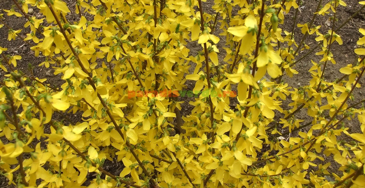 Forsiția „Linwood”: tufă compactă, flori mari, galbene