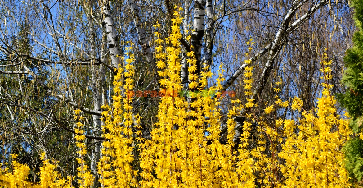 Forstythia viridissima: arbust viguros, erect, flori involte