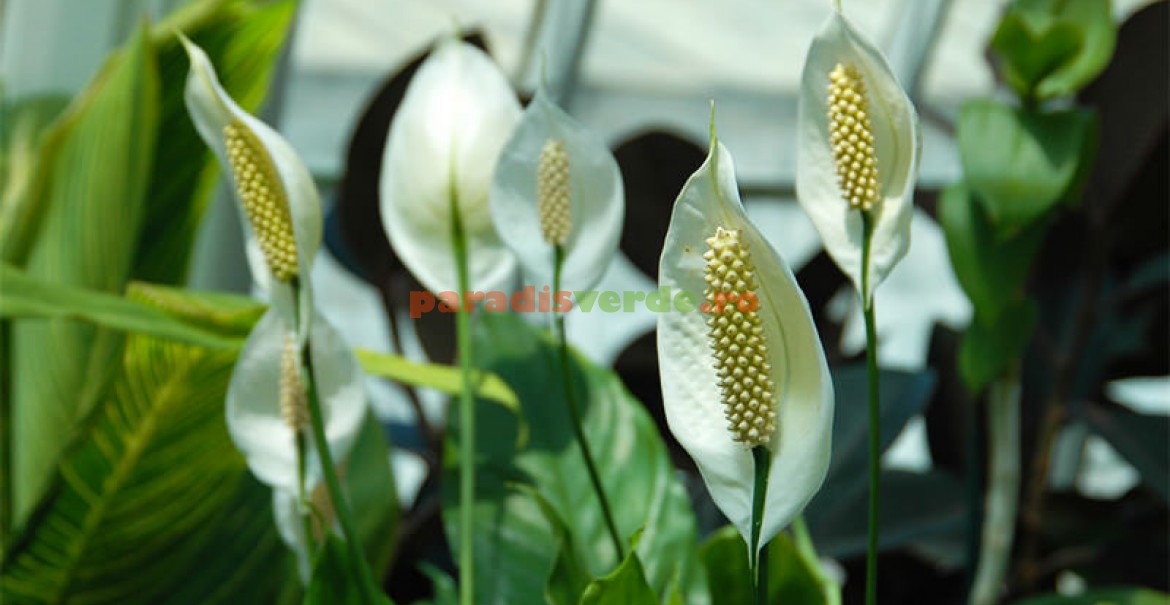 9 plante de interior PERICULOASE pentru PISICI Paradis Verde