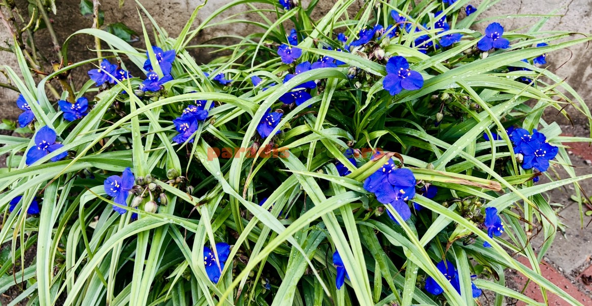 Tradescantia occidentalis Tradescantia occidentalis