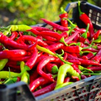 Sahem (de dulceață)