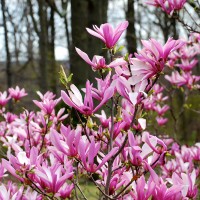 Magnolia „Susan”