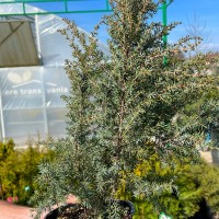 Juniperus communis „Arnold”