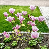 Magnolia „Cameo”