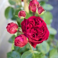 Red Peony