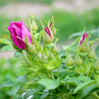 Rugosa Zdravăn (de dulceaţă)