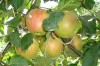 Fenofaza debutul maturării fructului la măr