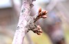 Muguri floriferi de cireș, în repaus vegetativ